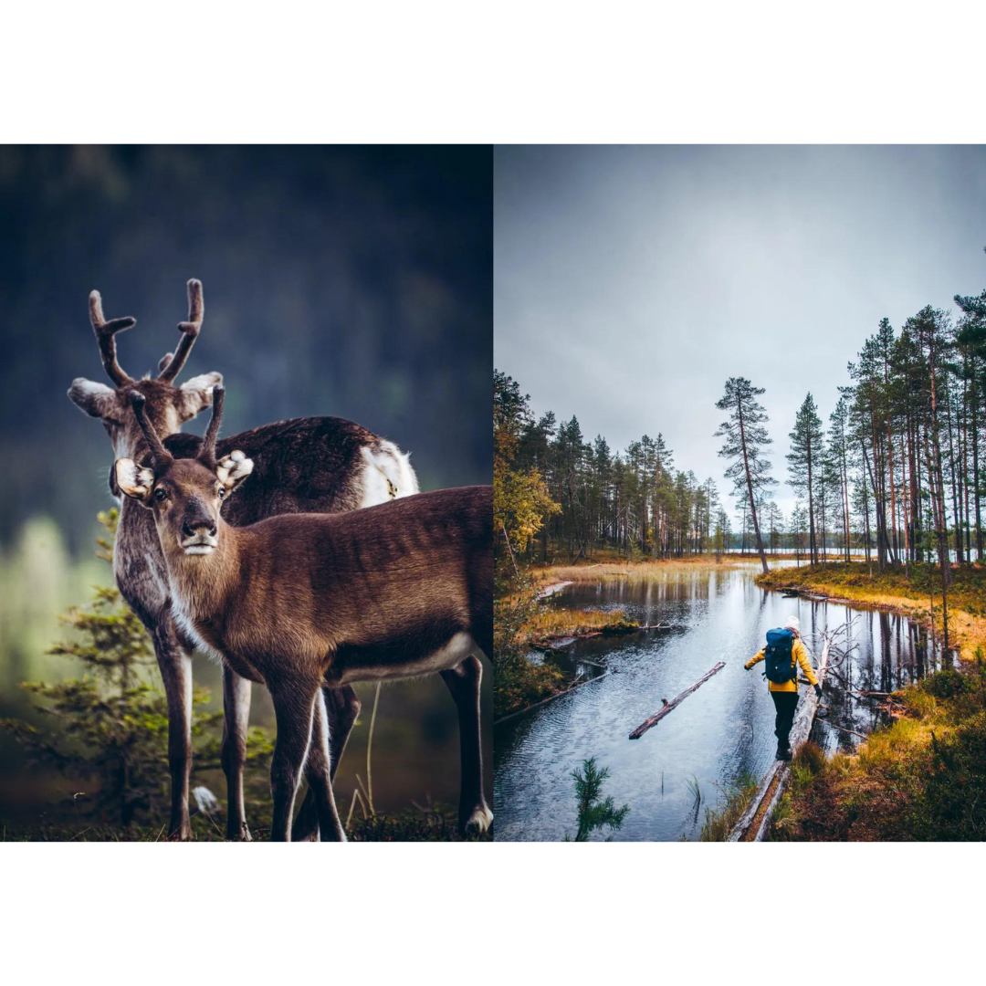 Food in the Woods