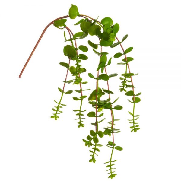 20" Dischidia Hanging Pick
