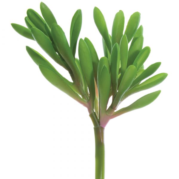 6" Soft Touch Aeonium Pick