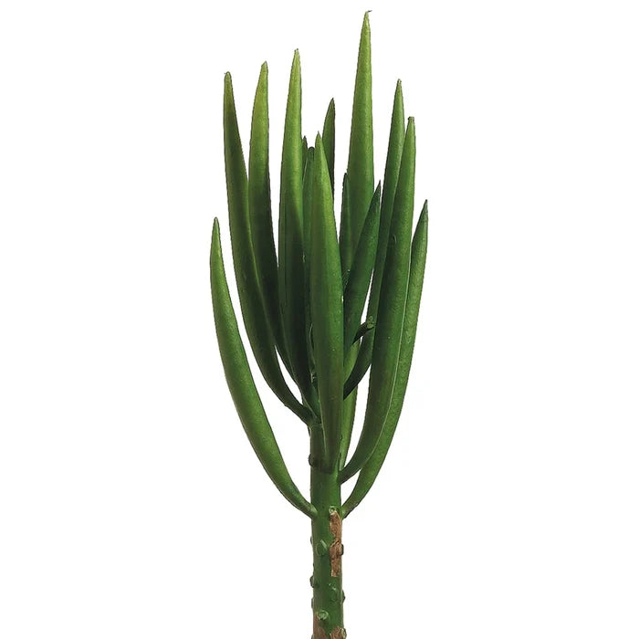 8" Senecio Pick