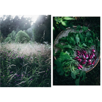 Nordic Summer Cookbook