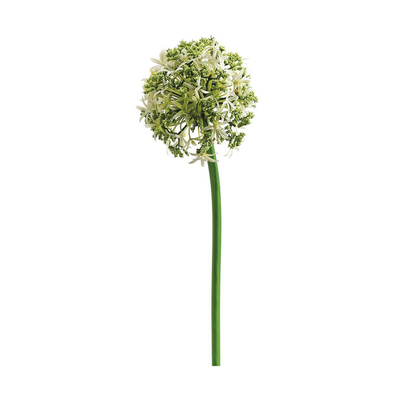 31" Cream Allium Spray