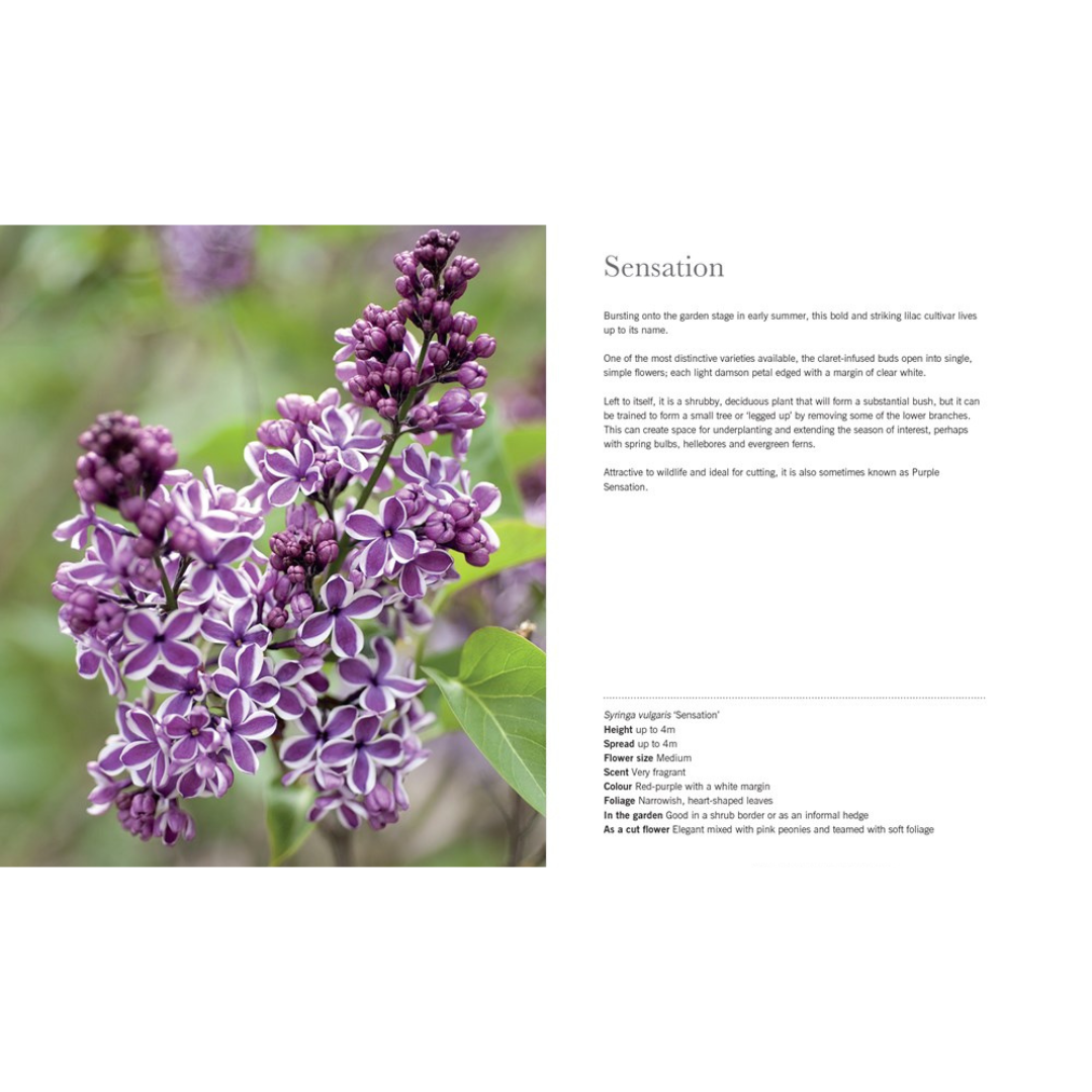 Lilacs: Beautiful Varieties For Home & Garden
