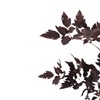 Plum Fake Cimicifuga Ramosa Leaves - 31"