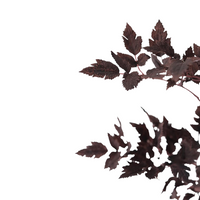 Plum Fake Cimicifuga Ramosa Leaves - 31"